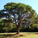 Maximo Park - Pine Tree