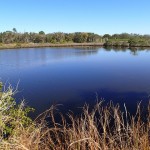 Pond in N. Anclote River Nature Park