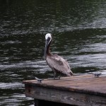 Maximo Park - Pelican