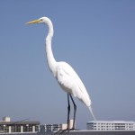 Clearwater Beach - Snowy Egret