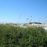 Gulf Islands National Seashore - Sand dunes