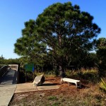 North Bay Trail - Weedon Island Pine Tree & Boardwalk