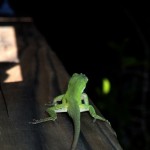 North Bay Trail - Weedon Island Green Lizard
