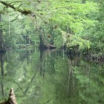 Withlacoochee State Trail - The River