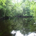 Withlacoochee State Trail - Slow Moving River