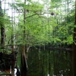 Withlacoochee State Trail - Cypress Trees