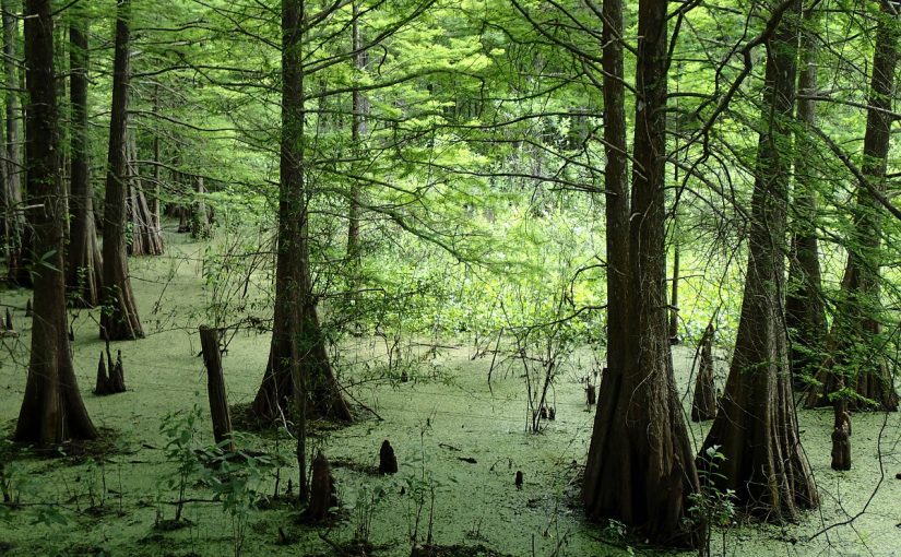 Swamp land adjacent to trail.