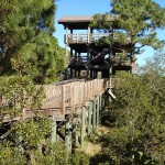 Wall Springs Park Observation Tower