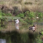 Kapok Park Extension - Water Birds