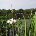 Kapok Park Extension - Hyacinths