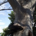 Skyway Trail - Bracken on a Tree