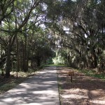 Spanish Moss Covered Trees
