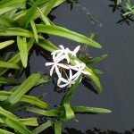 Water Flower Closeup