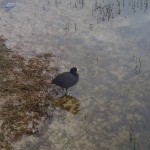 Withlacoochee State Trail - Waterbird