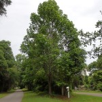 Withlacoochee State Trail - General Trail Shot