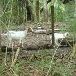 Withlacoochee State Trail - Goats