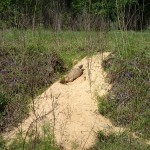 Withlacoochee State Trail - Gopher Tortoise